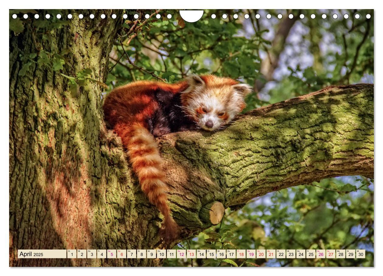 Bild: 9783435437382 | Kleiner Panda (Wandkalender 2025 DIN A4 quer), CALVENDO Monatskalender