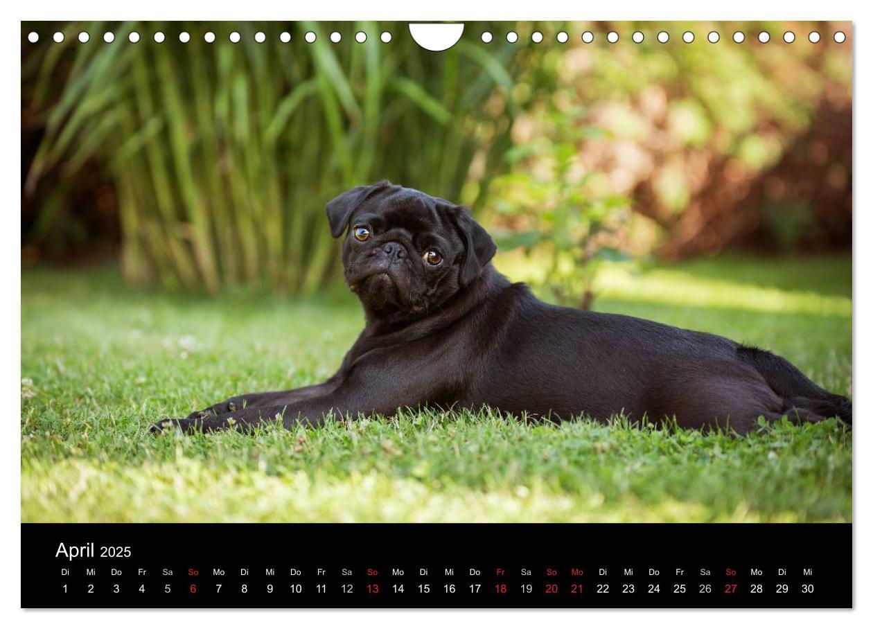 Bild: 9783435570195 | Vermopst durchs Jahr (Wandkalender 2025 DIN A4 quer), CALVENDO...