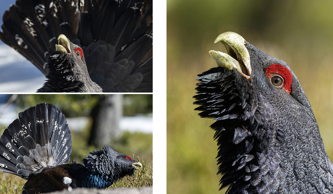 Bild: 9783981088274 | NATURERLEBNIS VOGESEN | Ursprüngliches Mittelgebirge | Hufler (u. a.)