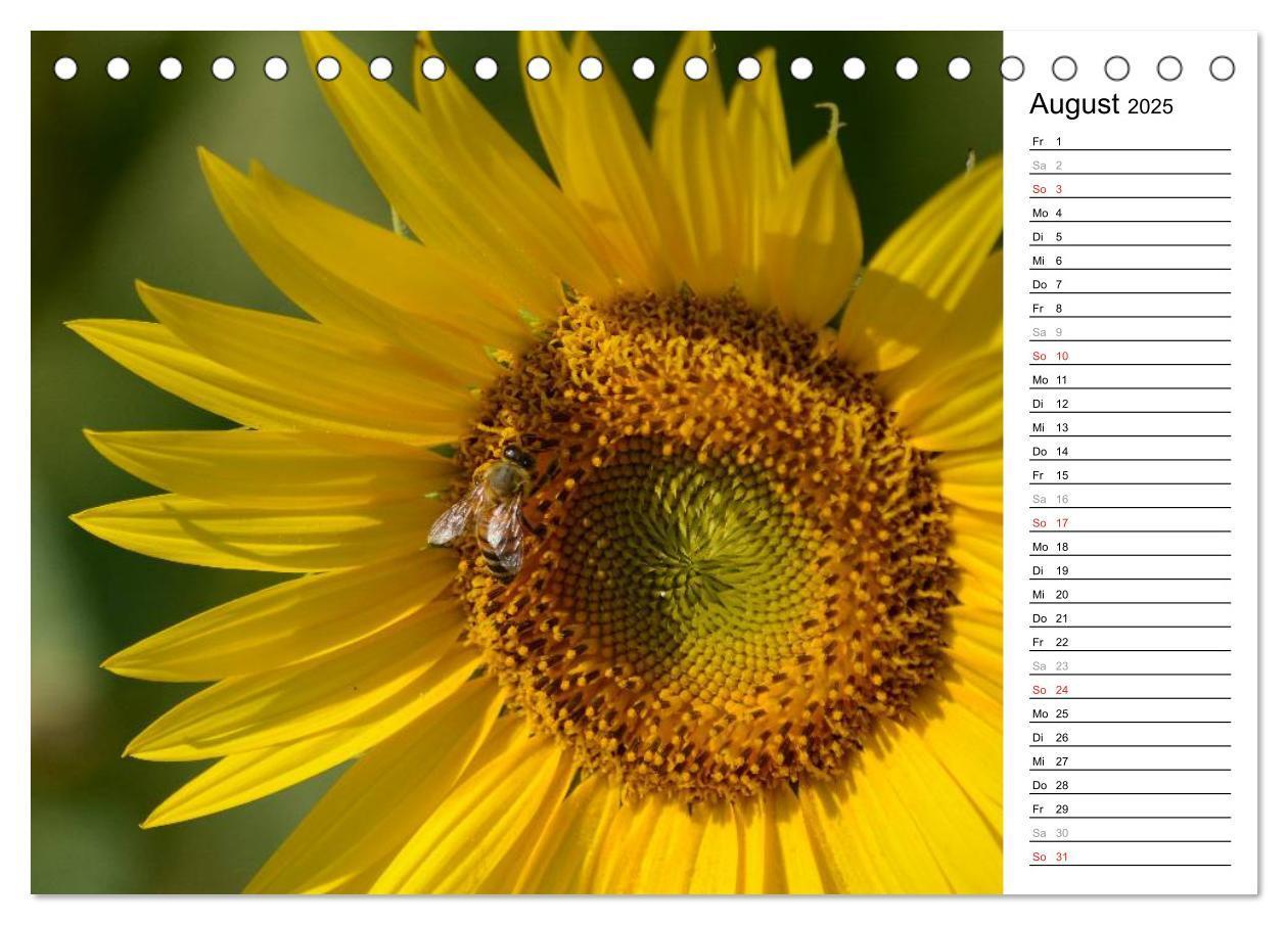 Bild: 9783435475797 | Ein Jahr lang Sonnenblumen (Tischkalender 2025 DIN A5 quer),...