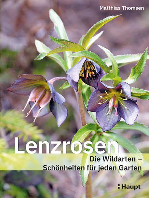 Cover: 9783258082752 | Lenzrosen | Die Wildarten - Schönheiten für jeden Garten | Thomsen