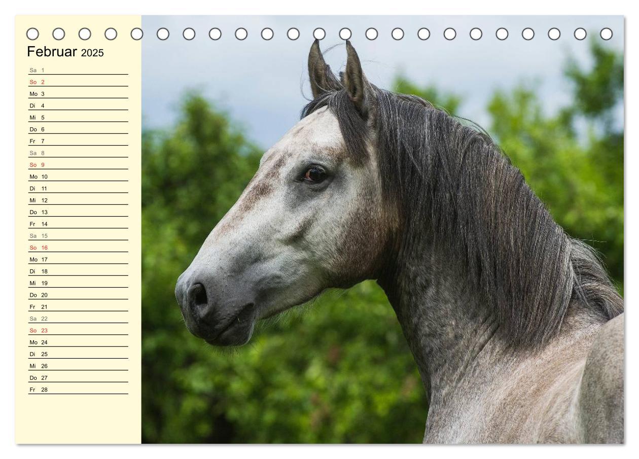 Bild: 9783435543991 | Traumpferd Lipizzaner (Tischkalender 2025 DIN A5 quer), CALVENDO...