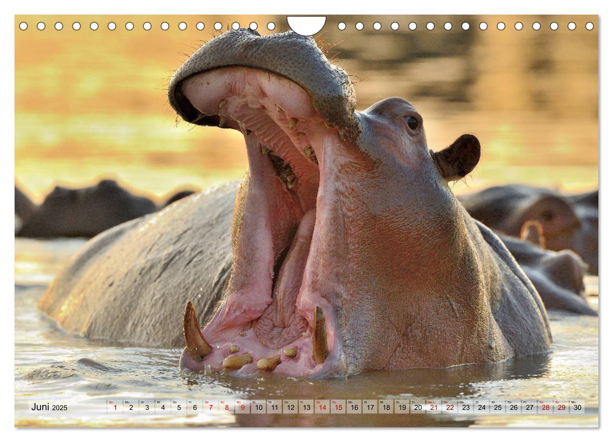 Bild: 9783435229956 | Faszination Afrika: Flusspferde (Wandkalender 2025 DIN A4 quer),...