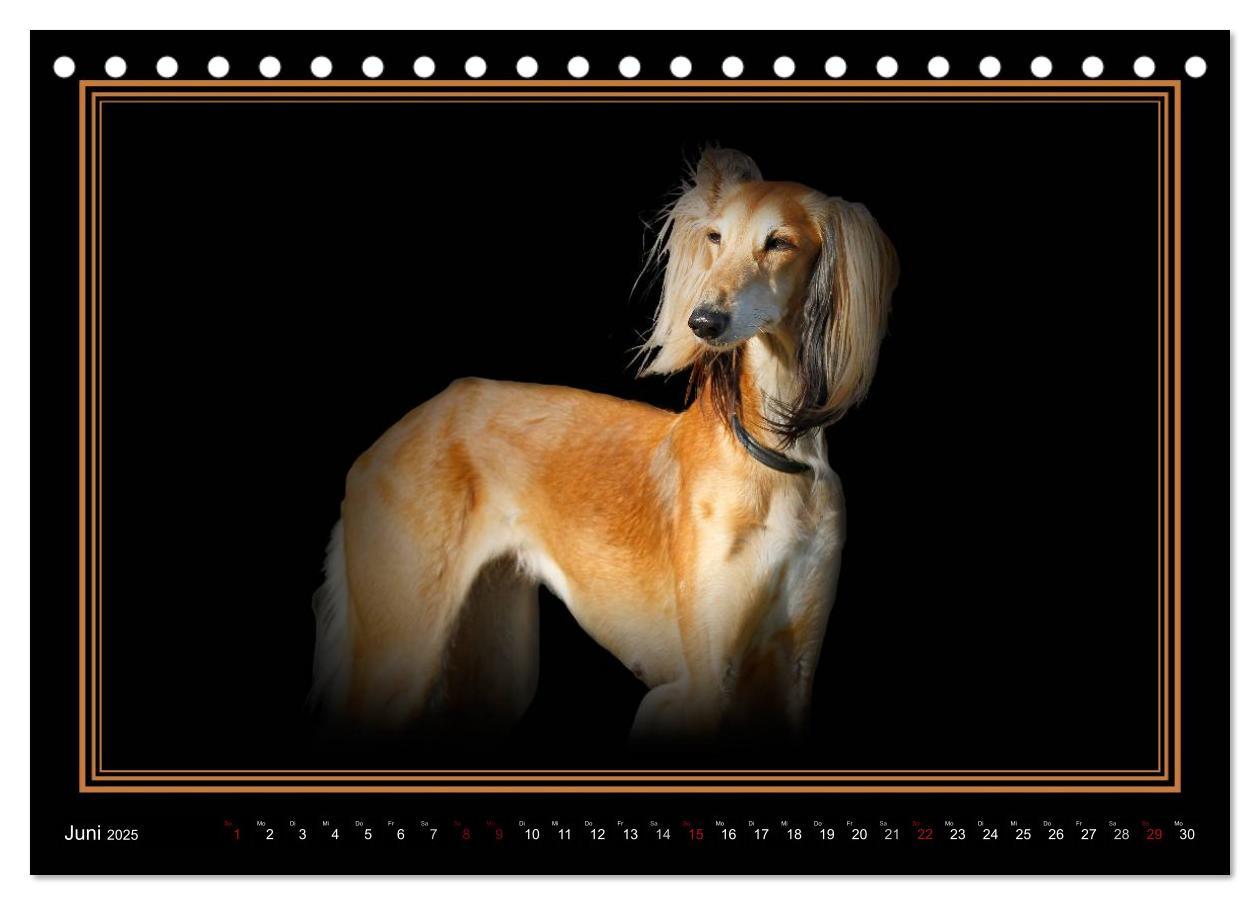 Bild: 9783383823916 | Saluki 2025 (Tischkalender 2025 DIN A5 quer), CALVENDO Monatskalender