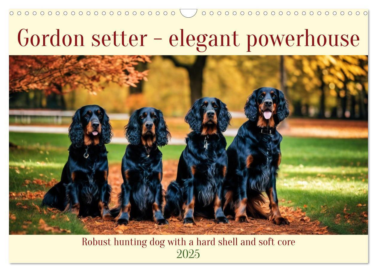 Cover: 9781325979608 | Gordon Setter - elegant powerhouse (Wall Calendar 2025 DIN A3...