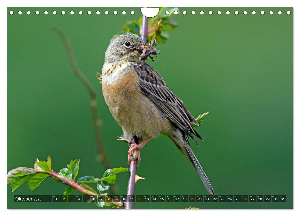 Bild: 9783435193264 | Heimische Singvögel in Feld und Flur (Wandkalender 2025 DIN A4...