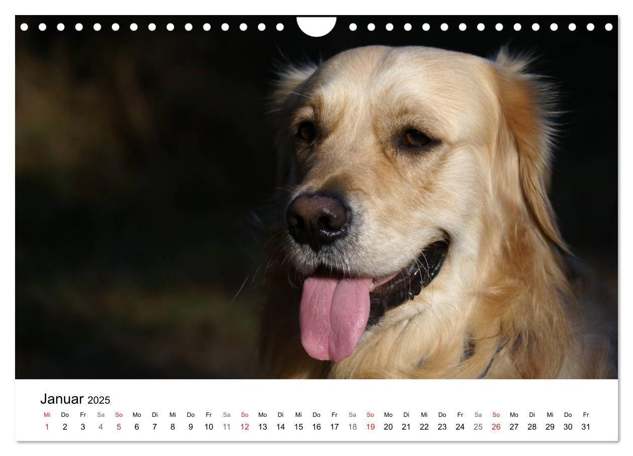 Bild: 9783435841028 | Golden Retriever Power (Wandkalender 2025 DIN A4 quer), CALVENDO...