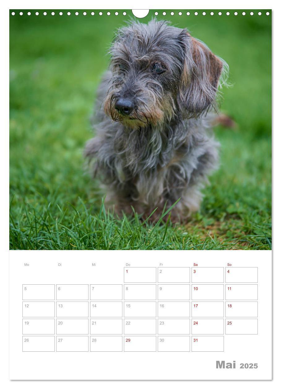 Bild: 9783435973668 | Dackelportraits (Wandkalender 2025 DIN A3 hoch), CALVENDO...