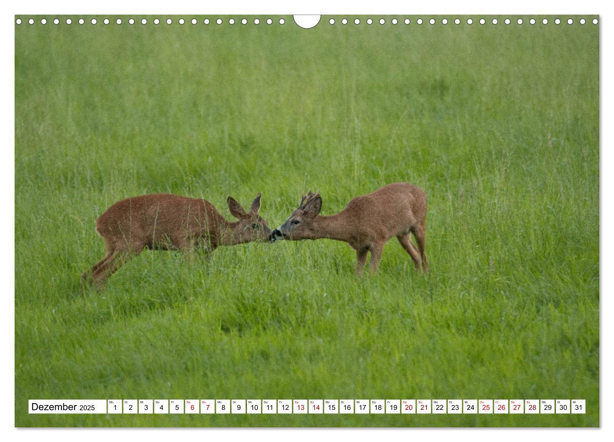 Bild: 9783435342730 | Anmut mit sanften Augen - Rehwild in der freien Natur (Wandkalender...