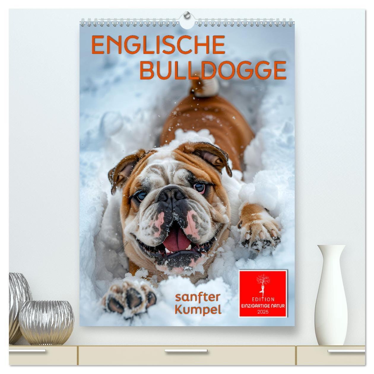 Cover: 9783457175811 | Englische Bulldogge - sanfter Kumpel (hochwertiger Premium...