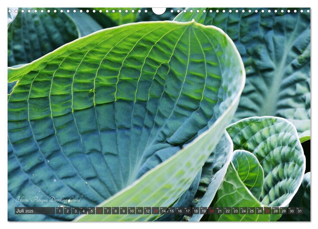 Bild: 9783435576388 | Hosta Staude mit Herz (Wandkalender 2025 DIN A3 quer), CALVENDO...