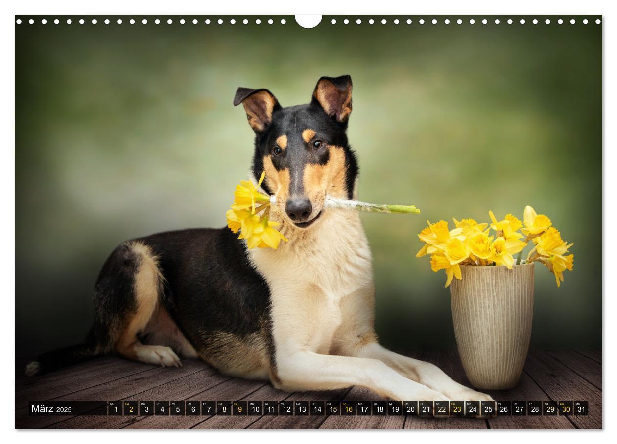 Bild: 9783435580859 | Smooth Collies (Wandkalender 2025 DIN A3 quer), CALVENDO...