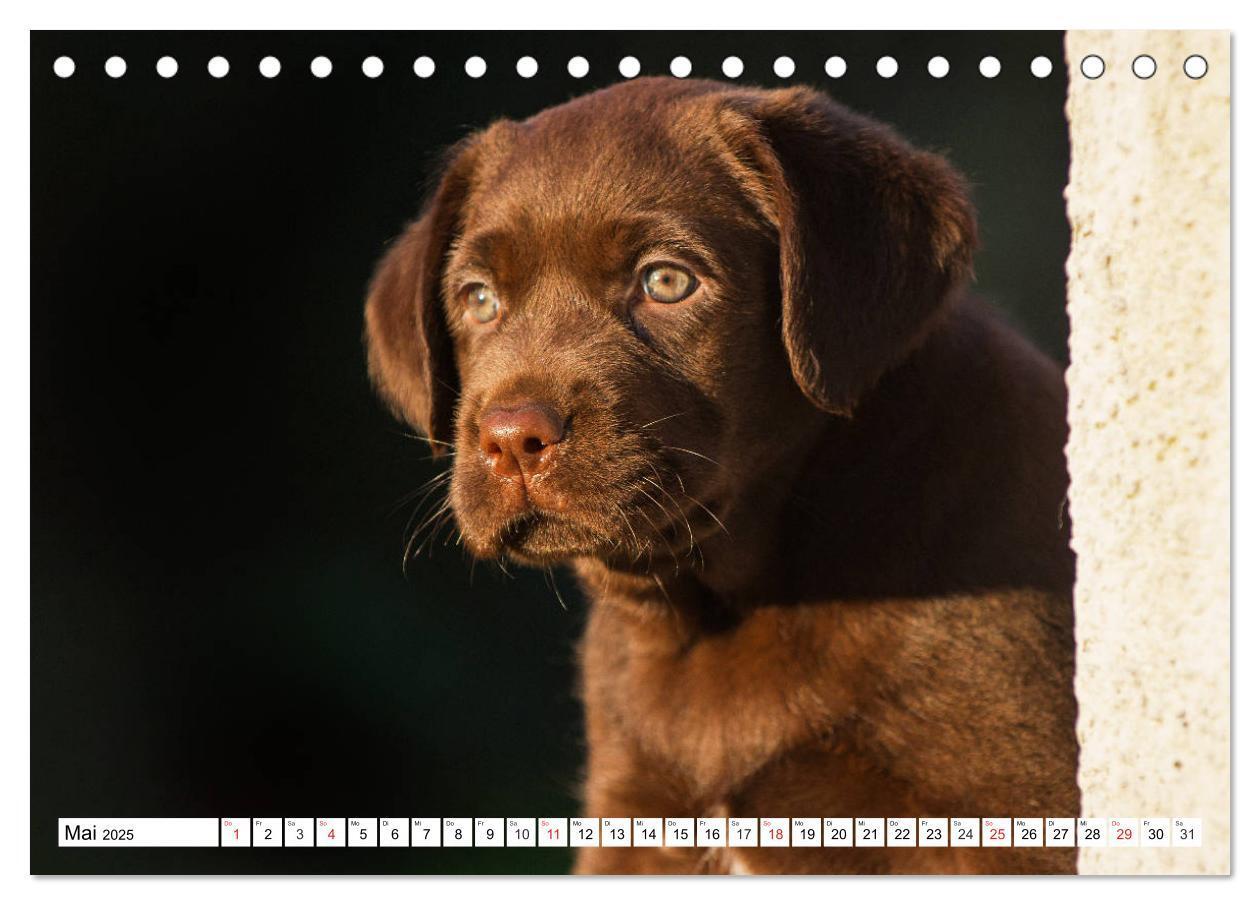 Bild: 9783435210121 | Labrador Retriever Welpen - Kleine Weltentdecker (Tischkalender...