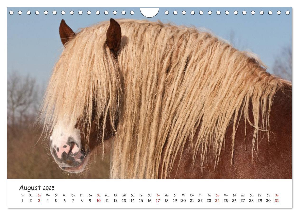 Bild: 9783435512775 | Kaltblut - schwere Pferde mit Herz (Wandkalender 2025 DIN A4 quer),...