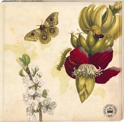 Cover: 4250915931524 | Untersetzer Kew Gardens - Schmetterling | Mehrteiliges Produkt | SET