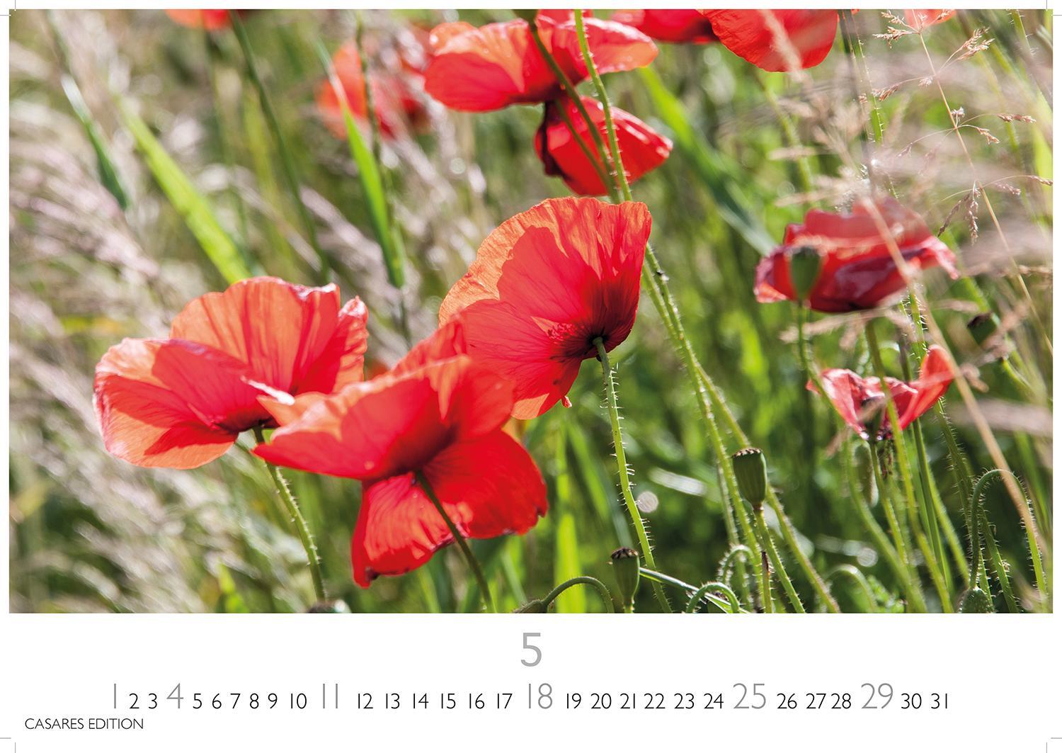 Bild: 9781835242186 | Blumenwiese 2025 L 35x50cm | Kalender | 14 S. | Deutsch | 2025