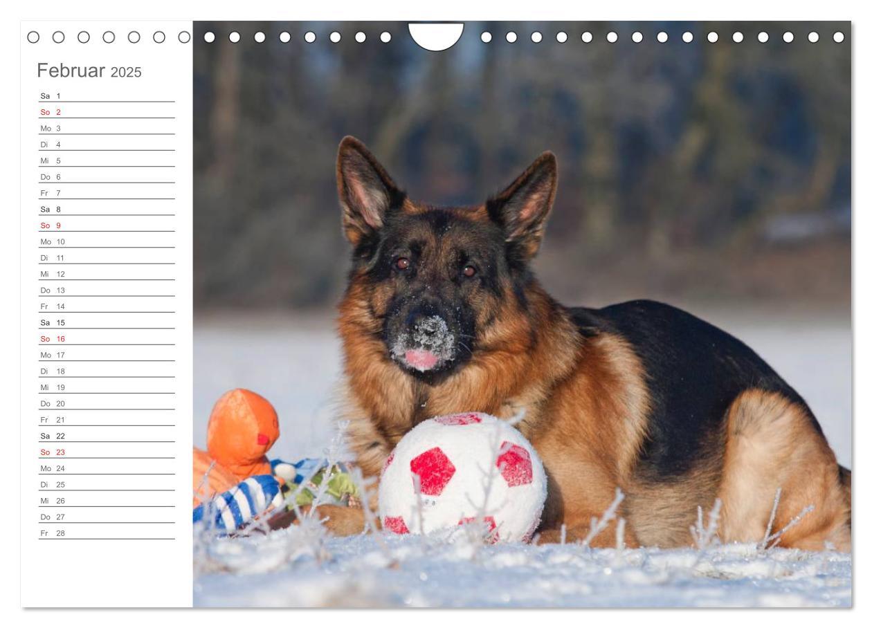 Bild: 9783435474035 | Deutsche Schäferhunde Seelentröster (Wandkalender 2025 DIN A4...