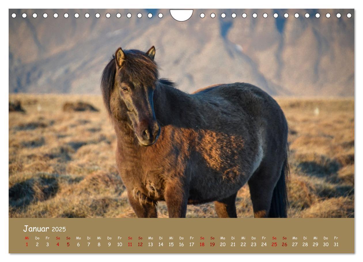 Bild: 9783435072293 | Das Islandpferd (Wandkalender 2025 DIN A4 quer), CALVENDO...