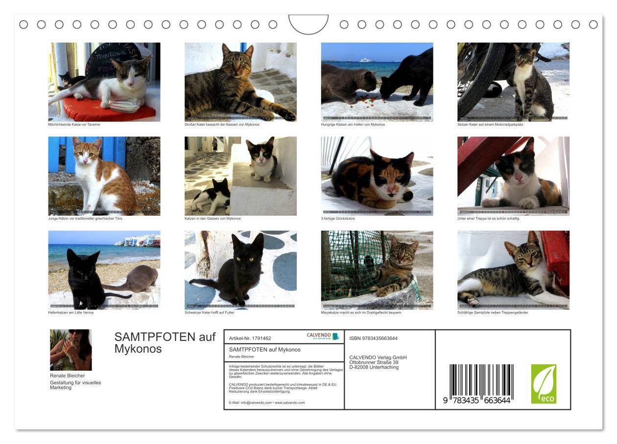 Bild: 9783435663644 | SAMTPFOTEN auf Mykonos (Wandkalender 2025 DIN A4 quer), CALVENDO...