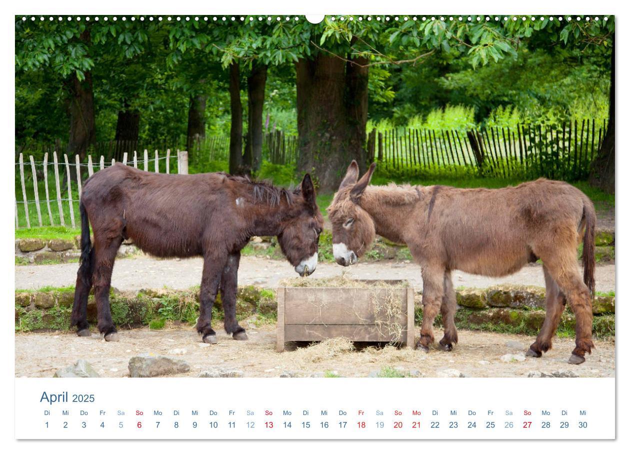 Bild: 9783435493630 | Tierisches Leben auf dem Bauernhof 2025 (Wandkalender 2025 DIN A2...