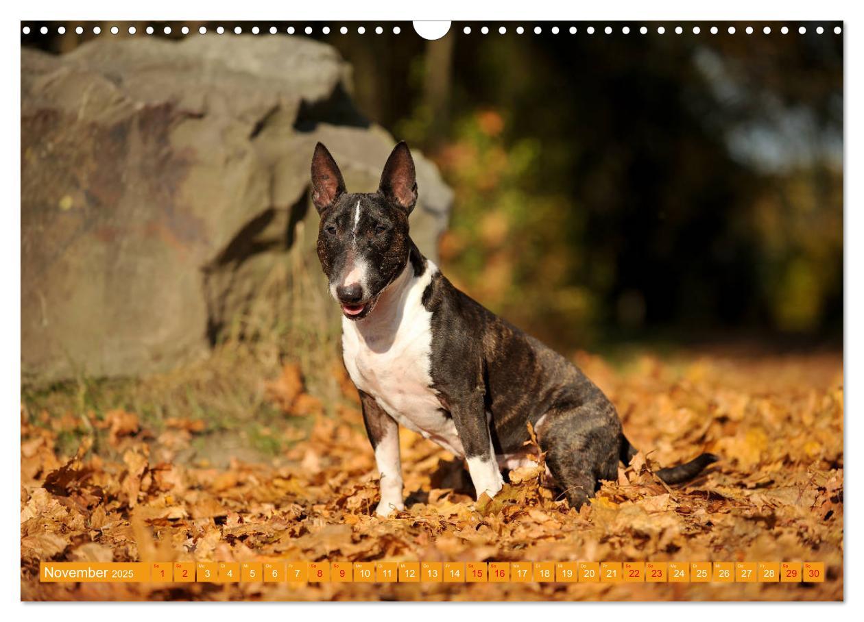 Bild: 9783435405404 | Bullterrier, Powerpakete auf 4 Pfoten (Wandkalender 2025 DIN A3...