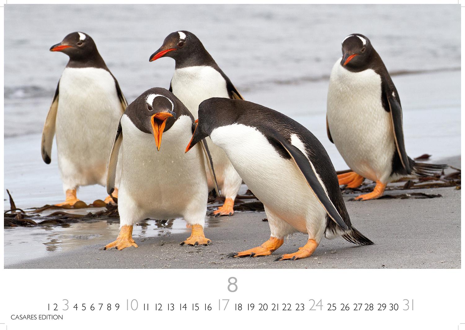 Bild: 9781835241202 | Pinguine 2025 L 35x50cm | Kalender | 14 S. | Deutsch | 2025