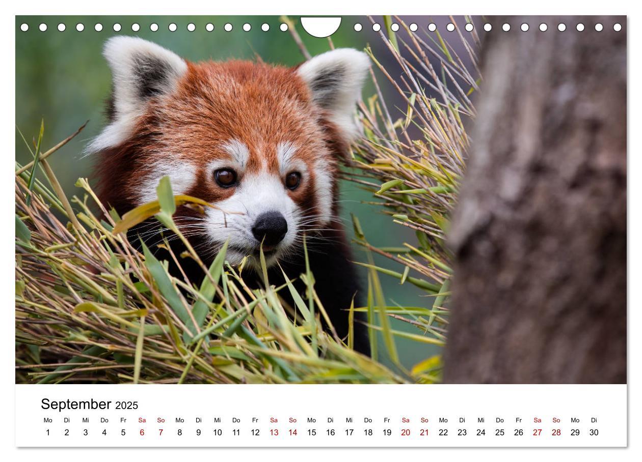 Bild: 9783435330706 | Rote Pandas - geschickte Kletterer (Wandkalender 2025 DIN A4 quer),...