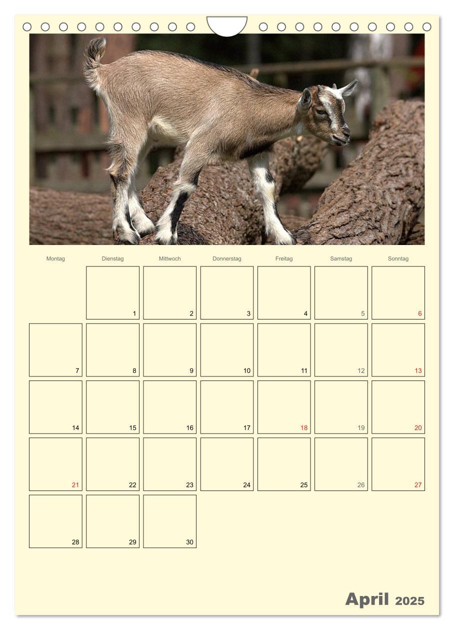 Bild: 9783457015872 | Zwergziegen (Wandkalender 2025 DIN A4 hoch), CALVENDO Monatskalender