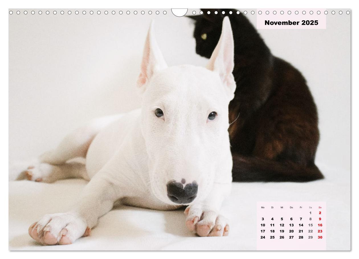 Bild: 9783383947117 | Bullterrier. Freudiges Wesen und Charakter (Wandkalender 2025 DIN...