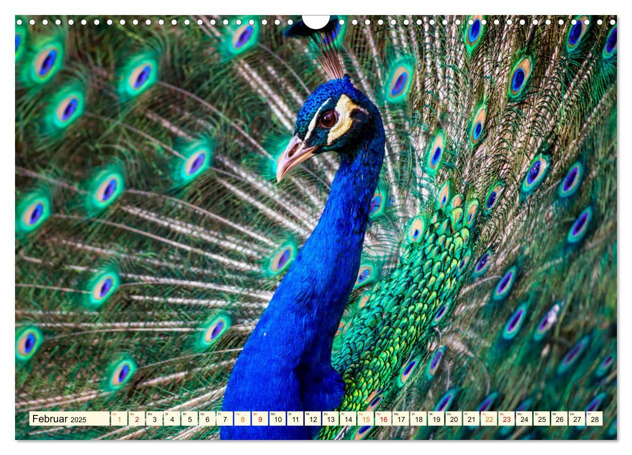 Bild: 9783383953156 | Schöner Pfau (Wandkalender 2025 DIN A3 quer), CALVENDO Monatskalender