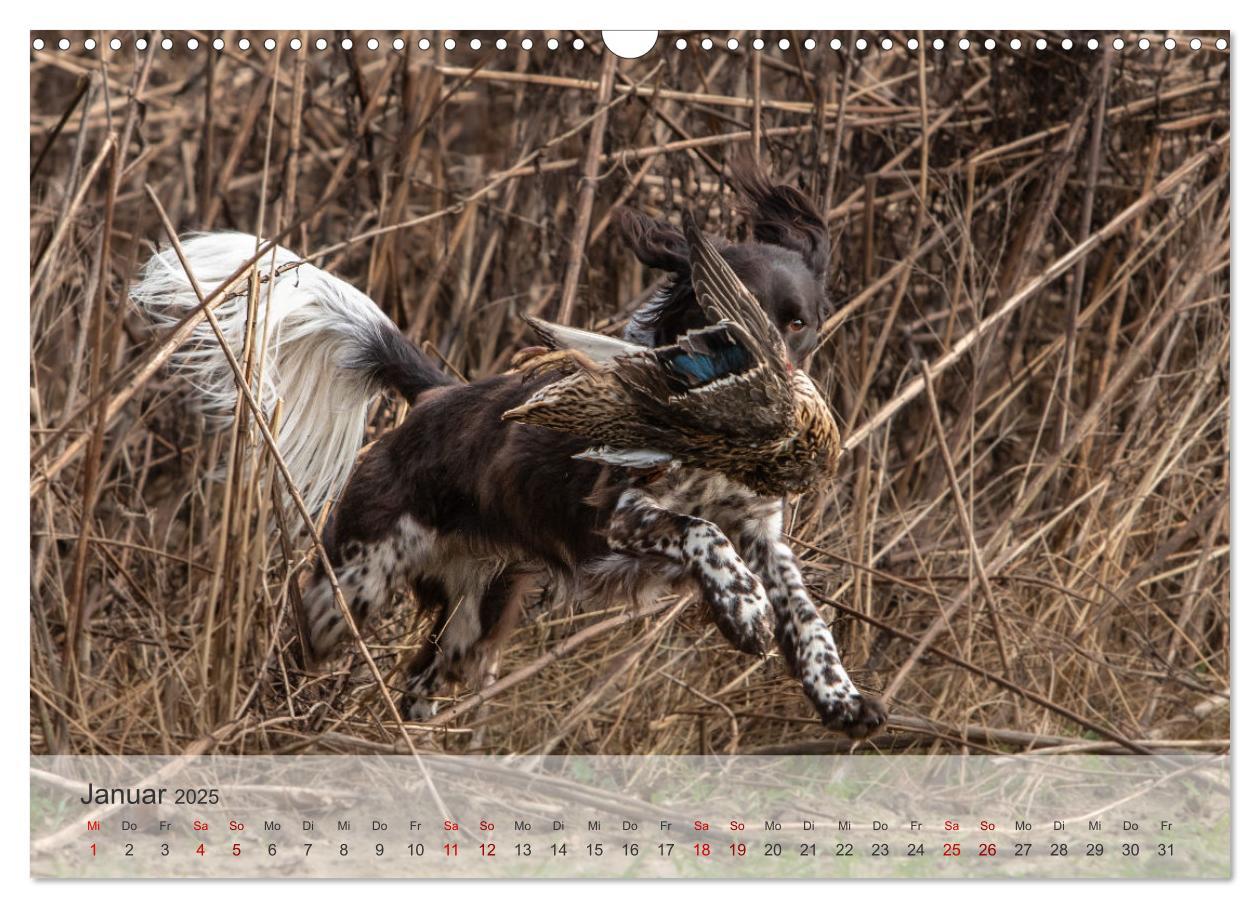 Bild: 9783457155882 | Treue Jagdgefährten Der kleine Münsterländer (Wandkalender 2025 DIN...