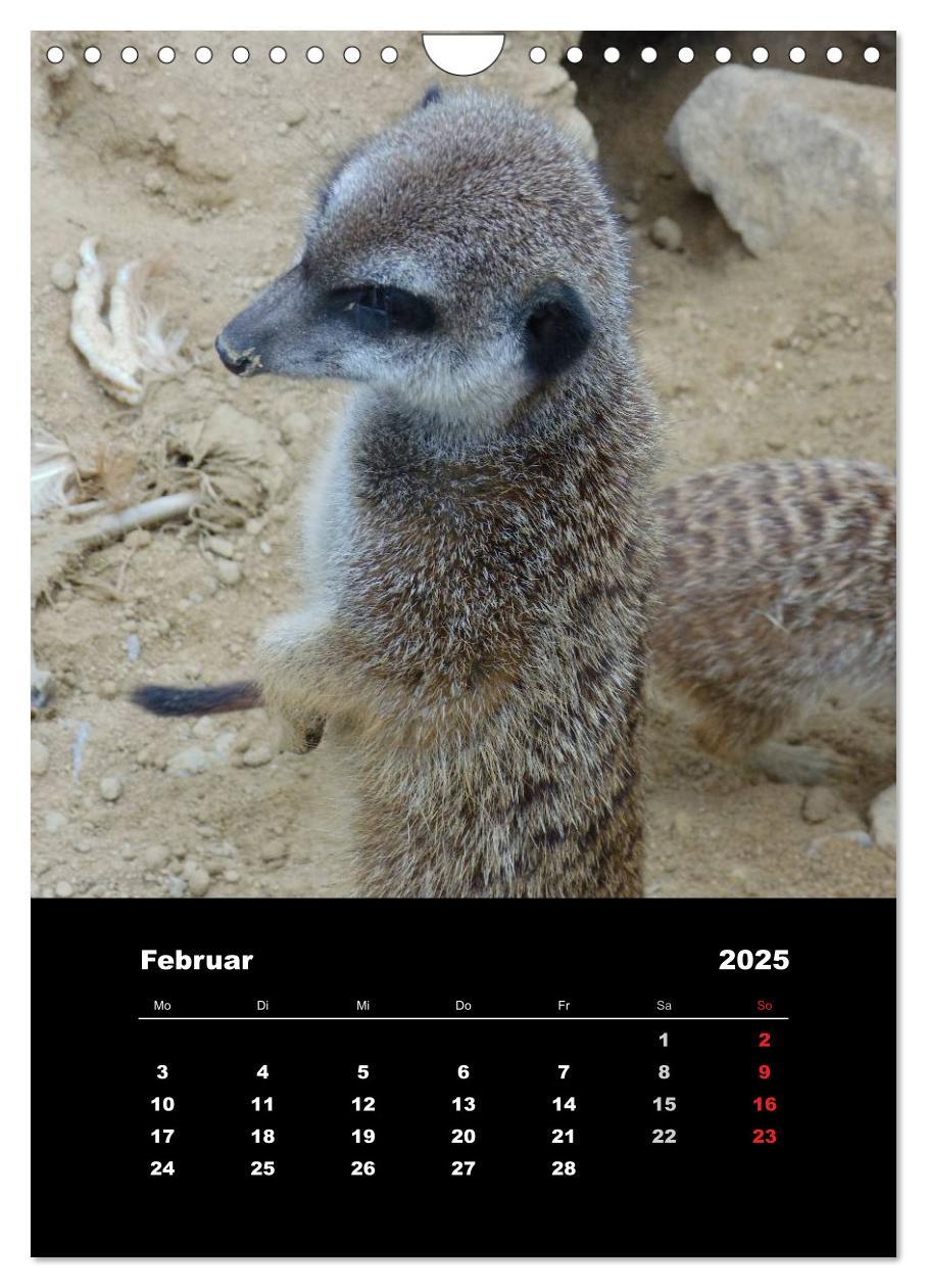 Bild: 9783457080597 | Erdmännchen (Wandkalender 2025 DIN A4 hoch), CALVENDO Monatskalender