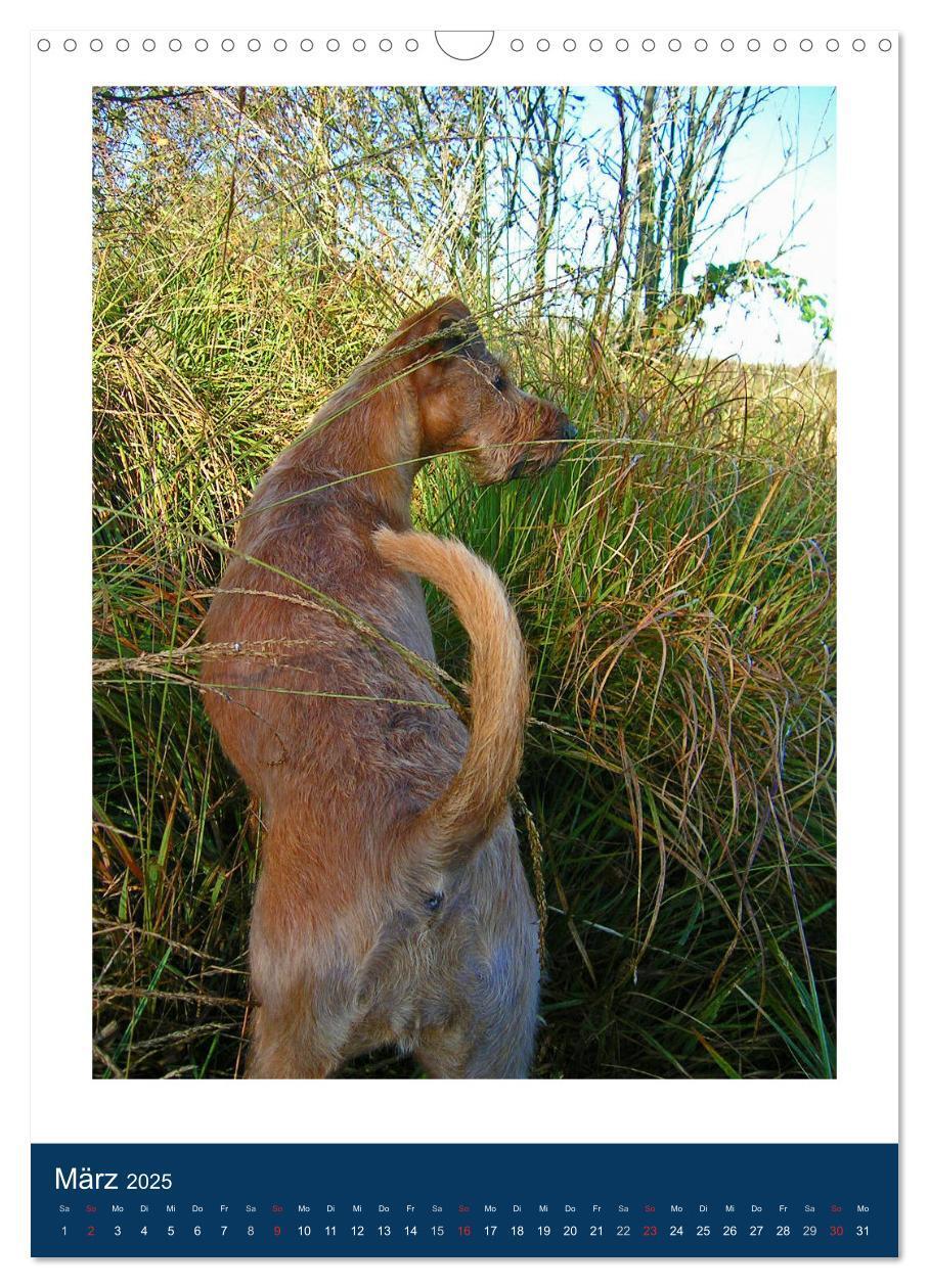 Bild: 9783435950768 | Kelly - Ein Irish Terrier macht Urlaub (Wandkalender 2025 DIN A3...