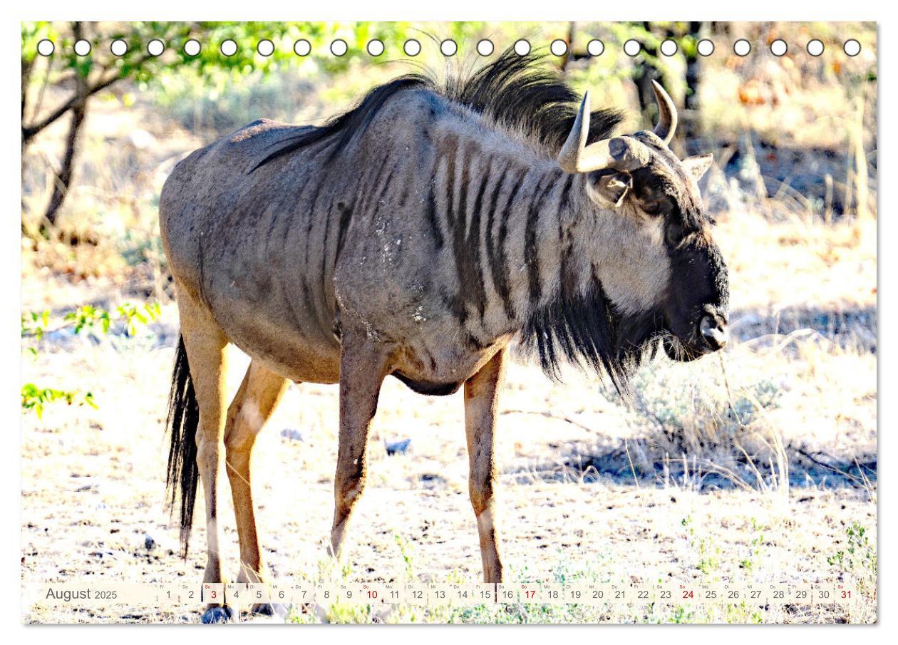 Bild: 9783435088874 | Afrikas Tiere. Majestäten in exotischer Wildnis (Tischkalender 2025...