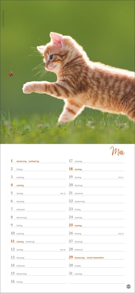 Bild: 9783756406159 | Katzen slim - Auf sanften Pfoten Kalender 2025 | Kalender | 13 S.