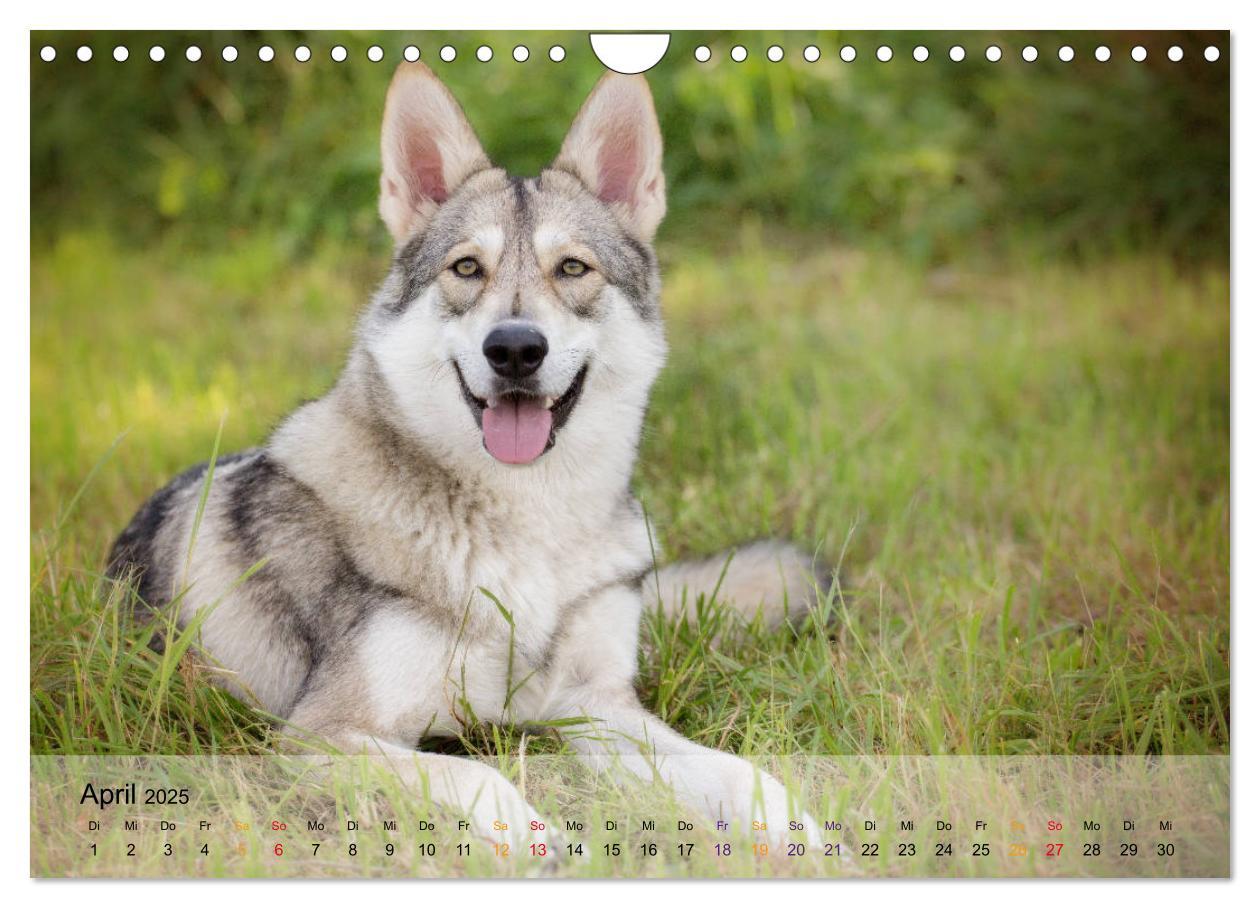 Bild: 9783435422081 | Wolfshunde 2025 (Wandkalender 2025 DIN A4 quer), CALVENDO...