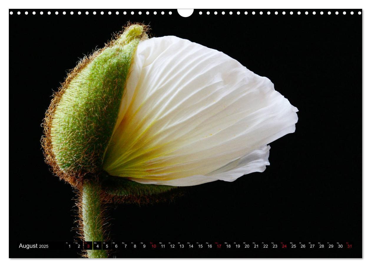 Bild: 9783435209125 | Mohnblüten-Porträts (Wandkalender 2025 DIN A3 quer), CALVENDO...