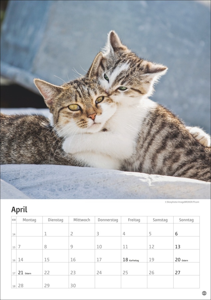 Bild: 9783756405589 | Katzen Kalender 2025 | Kalender | Spiralbindung | 13 S. | Deutsch