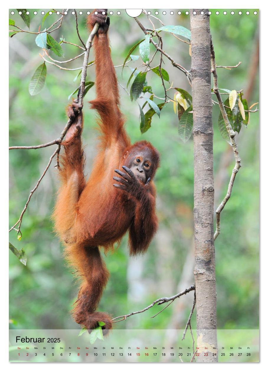 Bild: 9783435965205 | Orang Utans aus Borneo (Wandkalender 2025 DIN A3 hoch), CALVENDO...