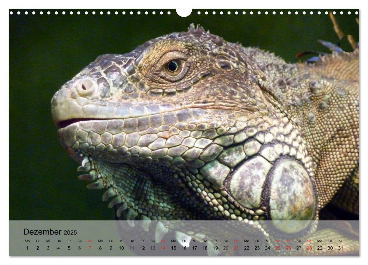 Bild: 9783435625352 | Reptilien Schlangen, Echsen und Co. (Wandkalender 2025 DIN A3...