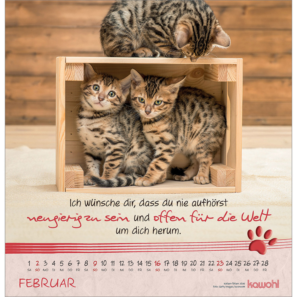 Bild: 9783754829851 | Kleine Katzen-Tatzen 2025 | Kalender | Spiralbindung. Spiralbindung