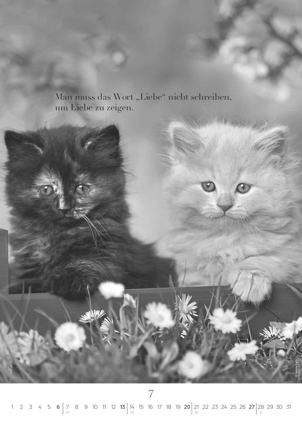 Bild: 4251732341107 | Der poetische Katzenkalender 2025 - Bild-Kalender 23,7x34 cm - mit...