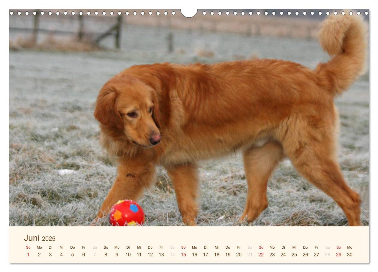 Bild: 9783435792573 | Hovawarte - einmal anders (Wandkalender 2025 DIN A3 quer), CALVENDO...