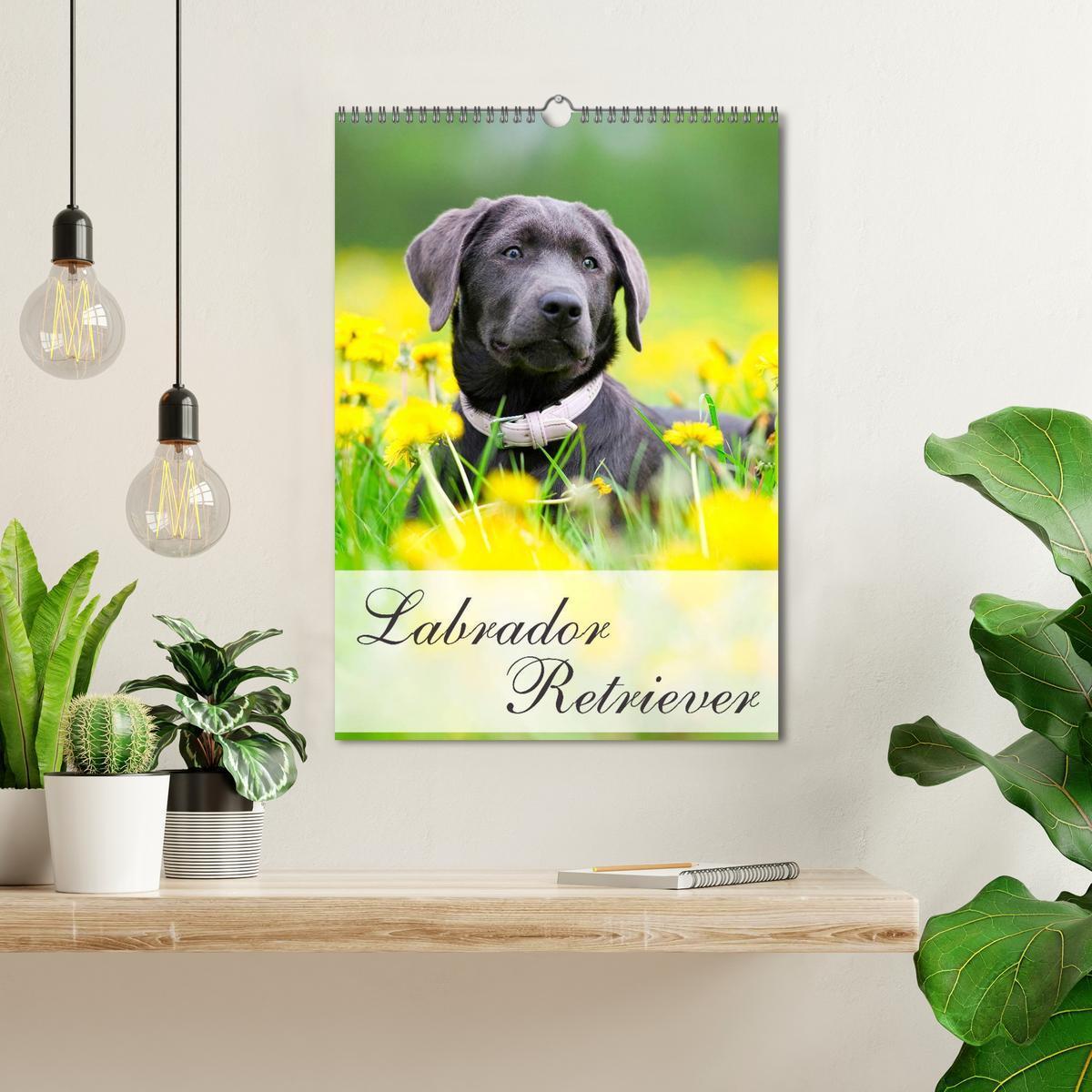 Bild: 9783457064870 | Labrador Retriever (Wandkalender 2025 DIN A3 hoch), CALVENDO...