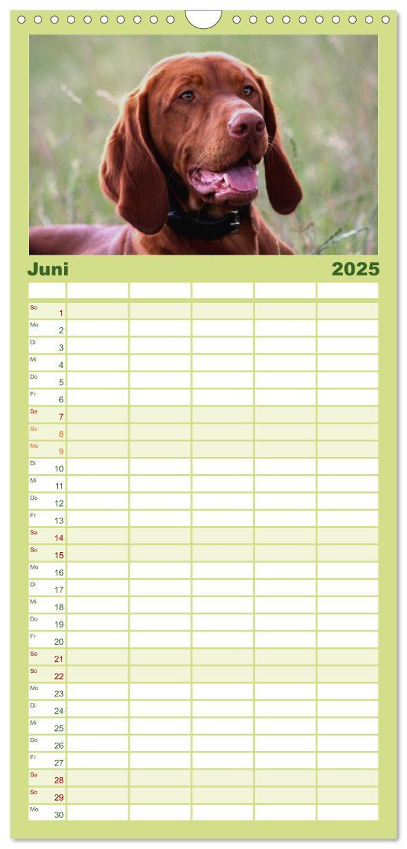 Bild: 9783457119815 | Familienplaner 2025 - Magyar Vizsla mit 5 Spalten (Wandkalender, 21...