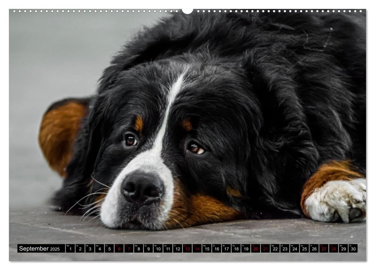 Bild: 9783457182604 | Berner Sennenhunde - Faszinierende Herzensbrecher (Wandkalender...