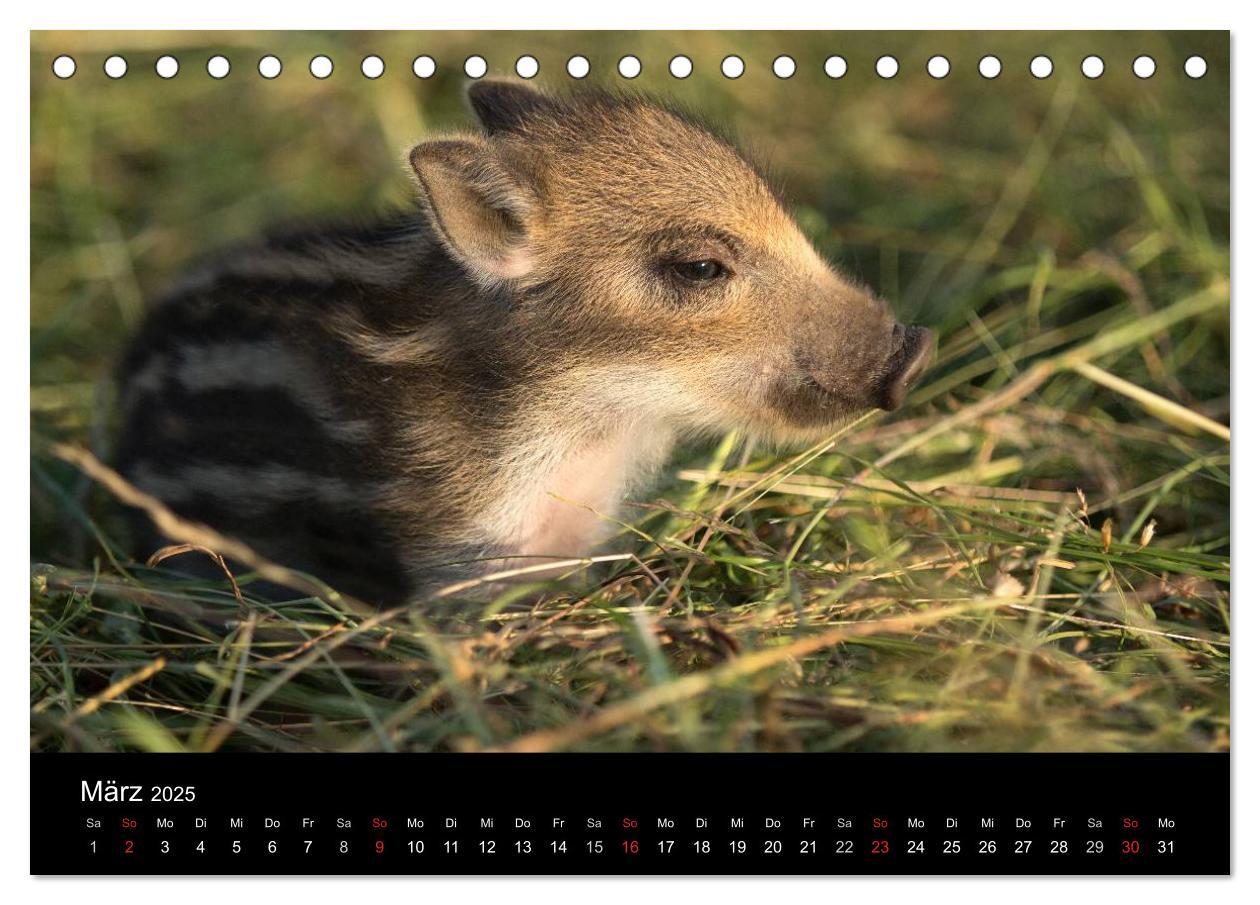 Bild: 9783435535682 | Kleine Schweinereien (Tischkalender 2025 DIN A5 quer), CALVENDO...