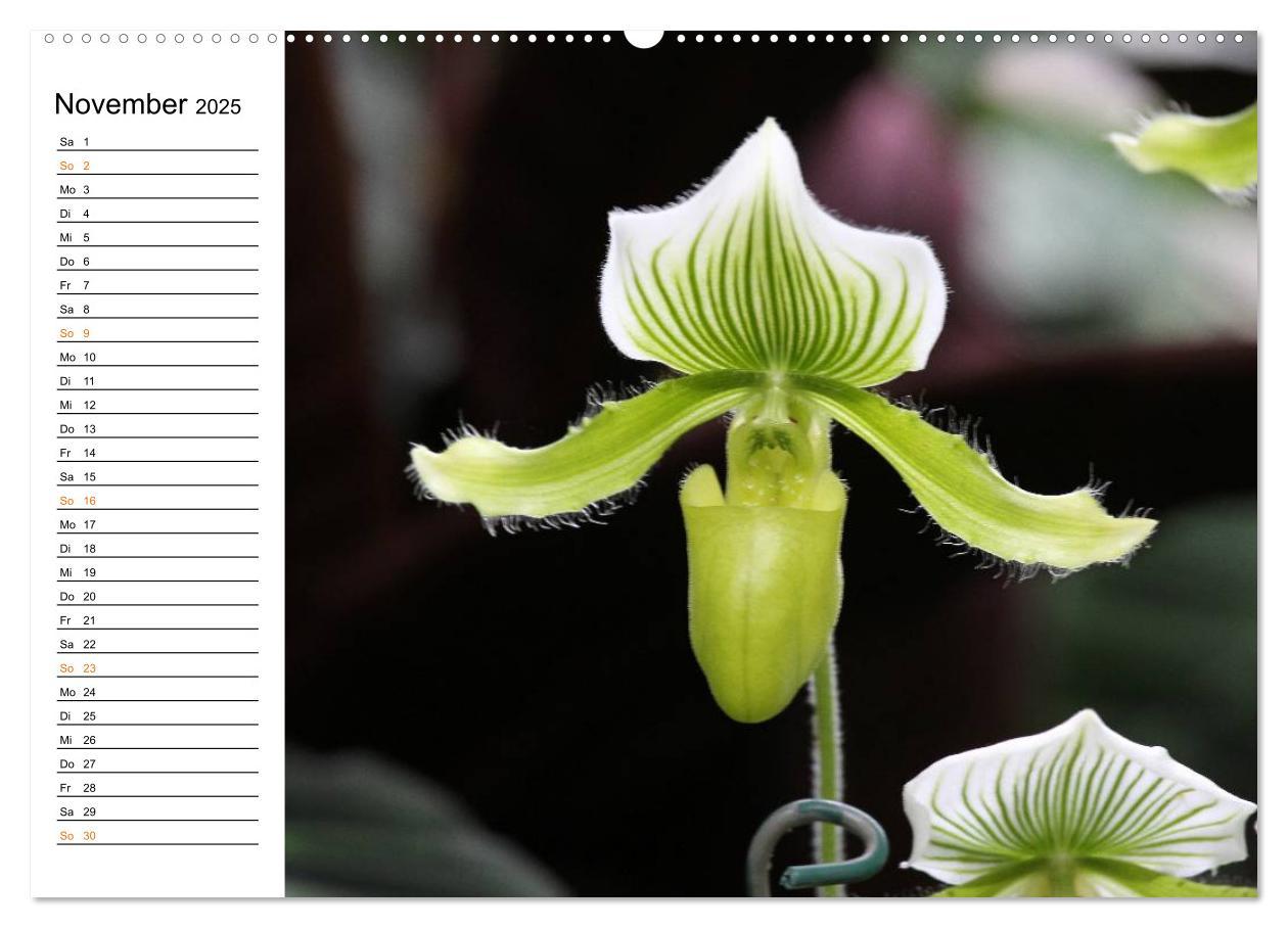 Bild: 9783435532391 | Prachtvolle Orchideen (Wandkalender 2025 DIN A2 quer), CALVENDO...