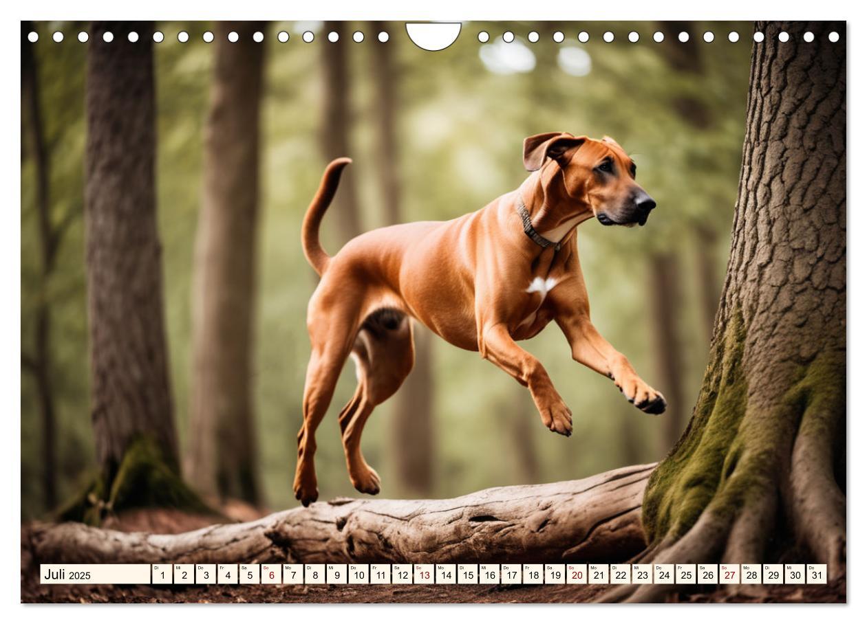 Bild: 9783457146033 | Rhodesian Ridgeback - Athlet mit Rückenkamm (Wandkalender 2025 DIN...