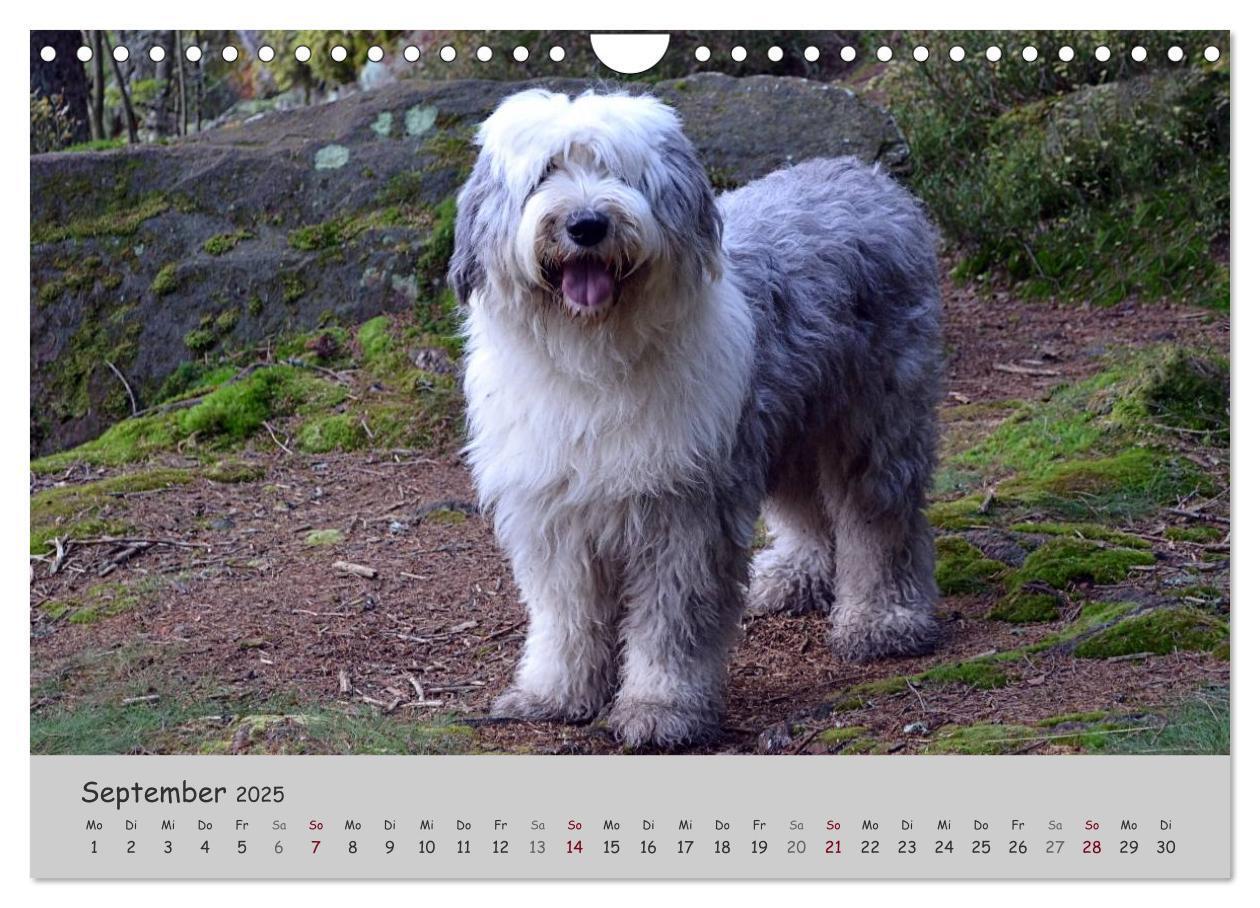 Bild: 9783435608393 | Ein Bobtail namens Miles (Wandkalender 2025 DIN A4 quer), CALVENDO...